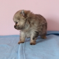 Chiot Spitz Allemand Nain sans pedigree – prix 1560 €.