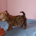 Chihuahua disponible dans le Pas-de-Calais
