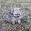 Chiot Spitz Allemand Nain sans pedigree  en région Hauts-de-France.