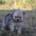 Chiot Spitz Allemand Nain sans pedigree – prix 1560 €.