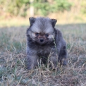 Chien Spitz Allemand Nain proposé par l’élevage Domaine des terres lorginoise.