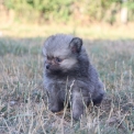 Chiot Spitz Allemand Nain sans pedigree – prix 1560 €.