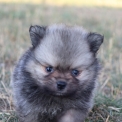 Chiot Spitz Allemand Nain sans pedigree – prix 1560 €.