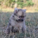 Spitz Allemand Nain disponible dans le Pas-de-Calais