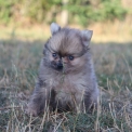 Chiot Spitz Allemand Nain sans pedigree  en région Hauts-de-France.