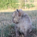 Chien Spitz Allemand Nain proposé par l’élevage Domaine des terres lorginoise.
