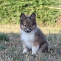 Chiot Colley Shetland sans pedigree  en région Hauts-de-France.