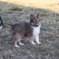 Chiot Colley Shetland sans pedigree – prix 1060 €.