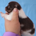 Chiot Chihuahua sans pedigree – prix 960 €.