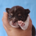 Chiot Chihuahua sans pedigree – prix 960 €.