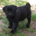 Chiot Carlin de race  en région Pays de la Loire.