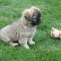 Chien Epagneul du Tibet proposé par l’élevage Léone Roussière.