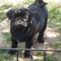 Chiot Carlin de race – prix 1500 €.