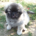 Chiot Epagneul du Tibet de race – prix 1200 €.