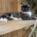 Maine Coon disponible dans le Gers