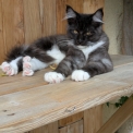 Maine Coon disponible dans le Gers