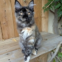 Maine Coon disponible dans le Gers