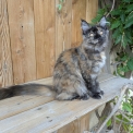 Chat Maine Coon proposée par l’élevage Musketiere-Cat.
