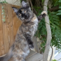 Maine Coon disponible dans le Gers