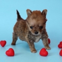 Chien Chihuahua proposé par l’élevage Domaine des terres lorginoise.