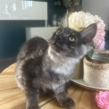 Chat Maine Coon proposée par l’élevage Chatterie du Ciel d'Emeraude.