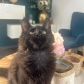 Chaton Maine Coon de race – prix 1000 €.