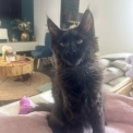 Chaton Maine Coon de race – prix 1000 €.