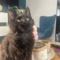 Chaton Maine Coon de race – prix 1000 €.