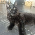 Maine Coon disponible en Isère