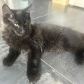 Maine Coon disponible en Isère