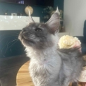 Maine Coon disponible en Isère