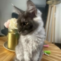 Maine Coon disponible en Isère