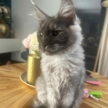 Maine Coon disponible en Isère