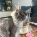 Chaton Maine Coon de race – prix 1100 €.