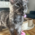 Chat Maine Coon proposée par l’élevage Chatterie du Ciel d'Emeraude.