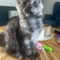 Chaton Maine Coon de race – prix 1300 €.