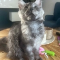 Chaton Maine Coon de race  en région Auvergne-Rhône-Alpes.