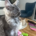Chaton Maine Coon de race  en région Auvergne-Rhône-Alpes.