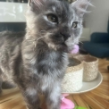 Maine Coon disponible en Isère
