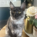 Chat Maine Coon proposée par l’élevage Chatterie du Ciel d'Emeraude.