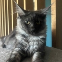 Chaton Maine Coon de race – prix 1000 €.