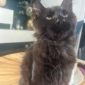 Chat Maine Coon proposé par l’élevage Chatterie du Ciel d'Emeraude.