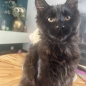 Maine Coon disponible en Isère