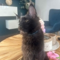 Chaton Maine Coon de race – prix 1000 €.