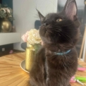 Maine Coon disponible en Isère