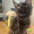 Chaton Maine Coon de race – prix 1000 €.