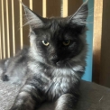 Chaton Maine Coon de race – prix 1000 €.