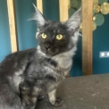 Maine Coon disponible en Isère