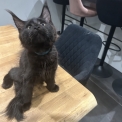 Maine Coon disponible en Isère