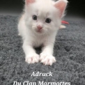 Maine Coon disponible en Haute-Savoie